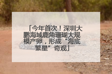 今年首次！深圳大鹏海域鹿角珊瑚大规模产卵，形成“海底繁星”奇观